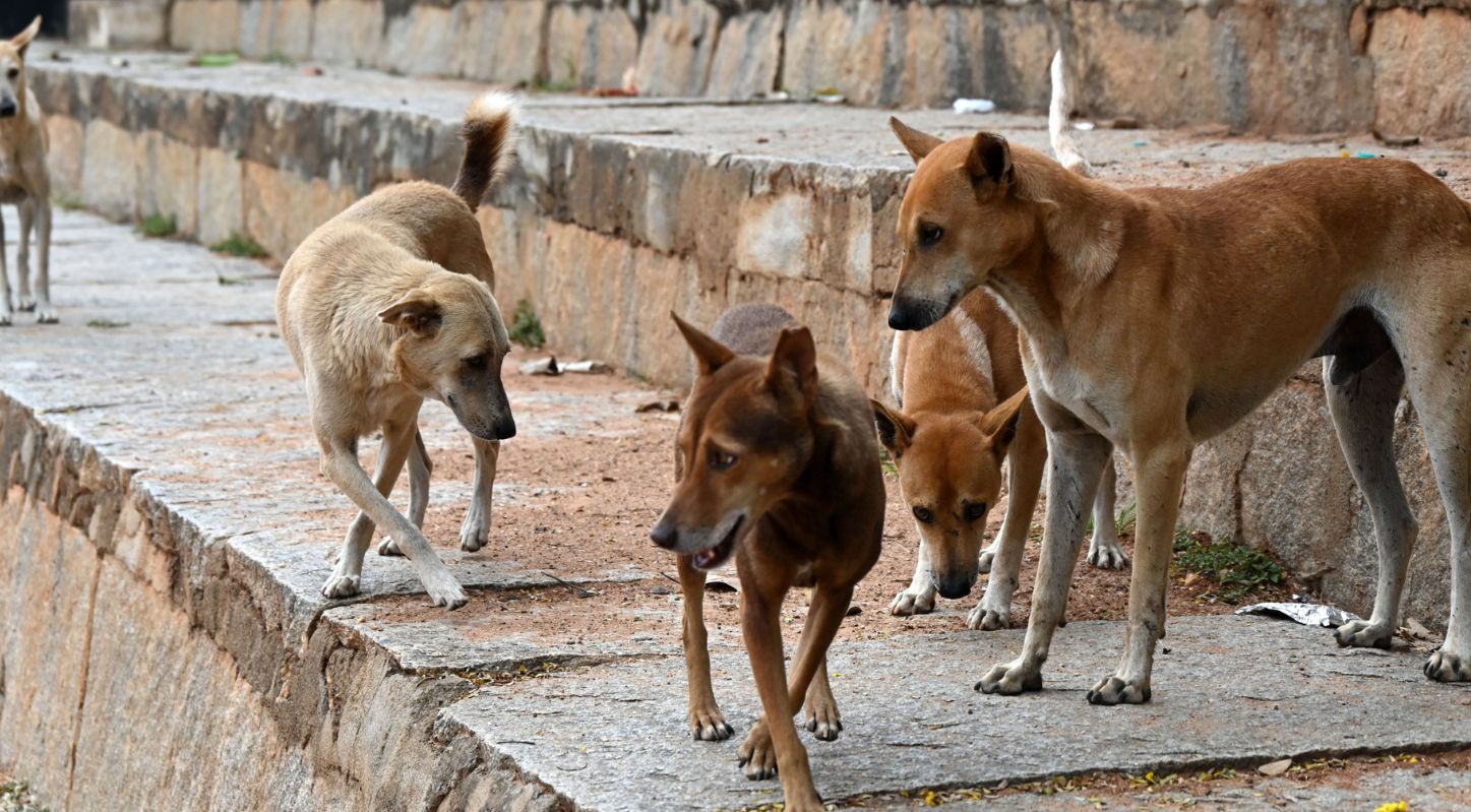 Stray dogs