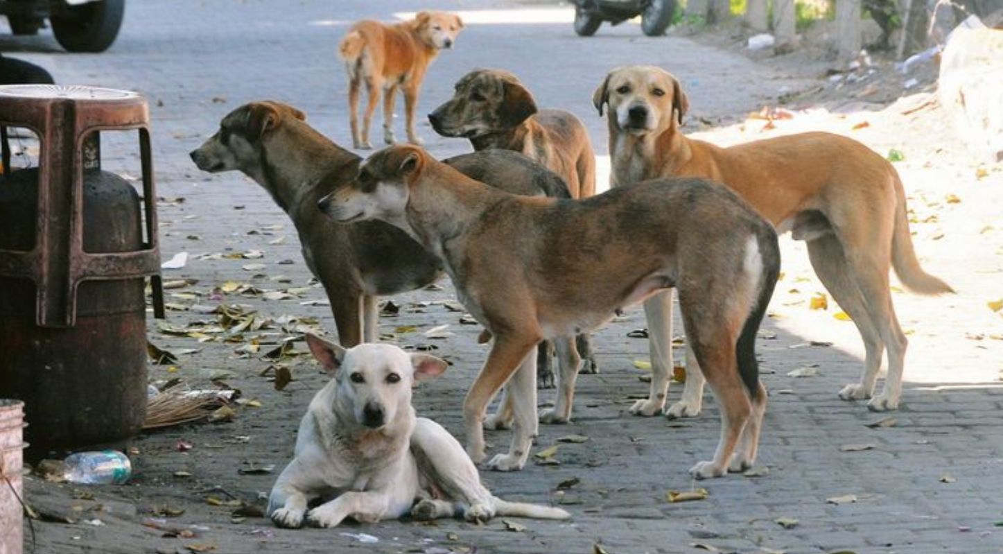 Stray dogs
