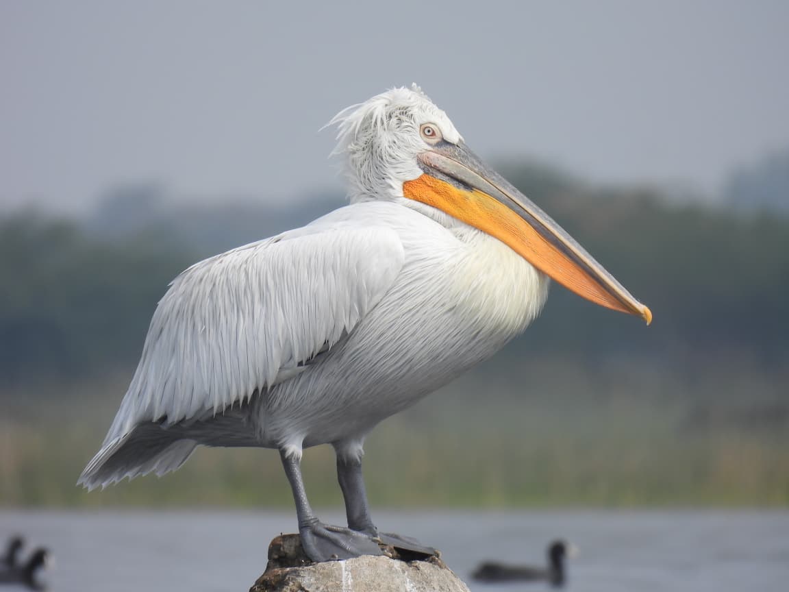 gujarat