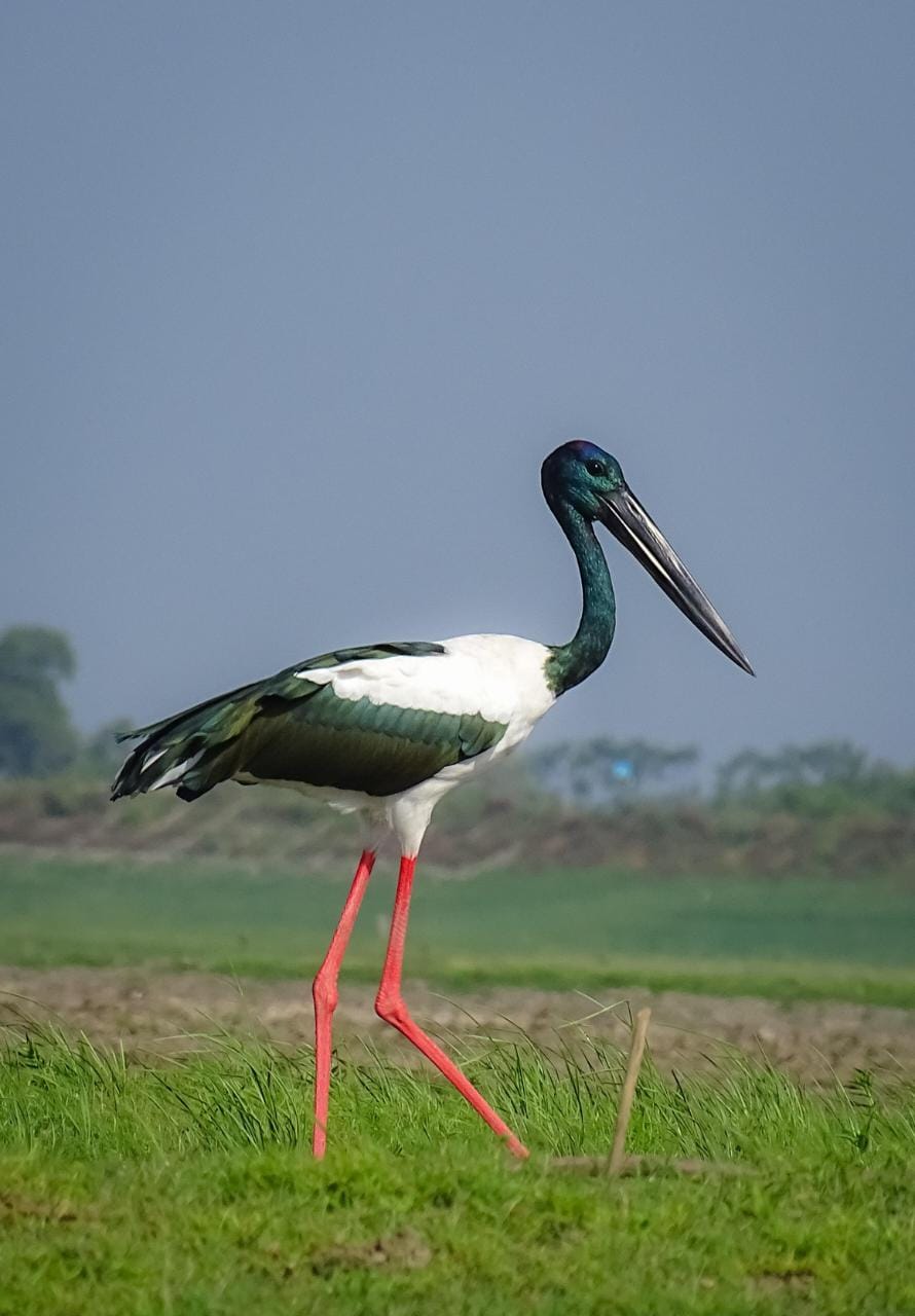 Gujarat 