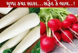 Mooli, સફેદ કે લાલ, મૂળા, શિયાળા, સ્વાસ્થ્ય