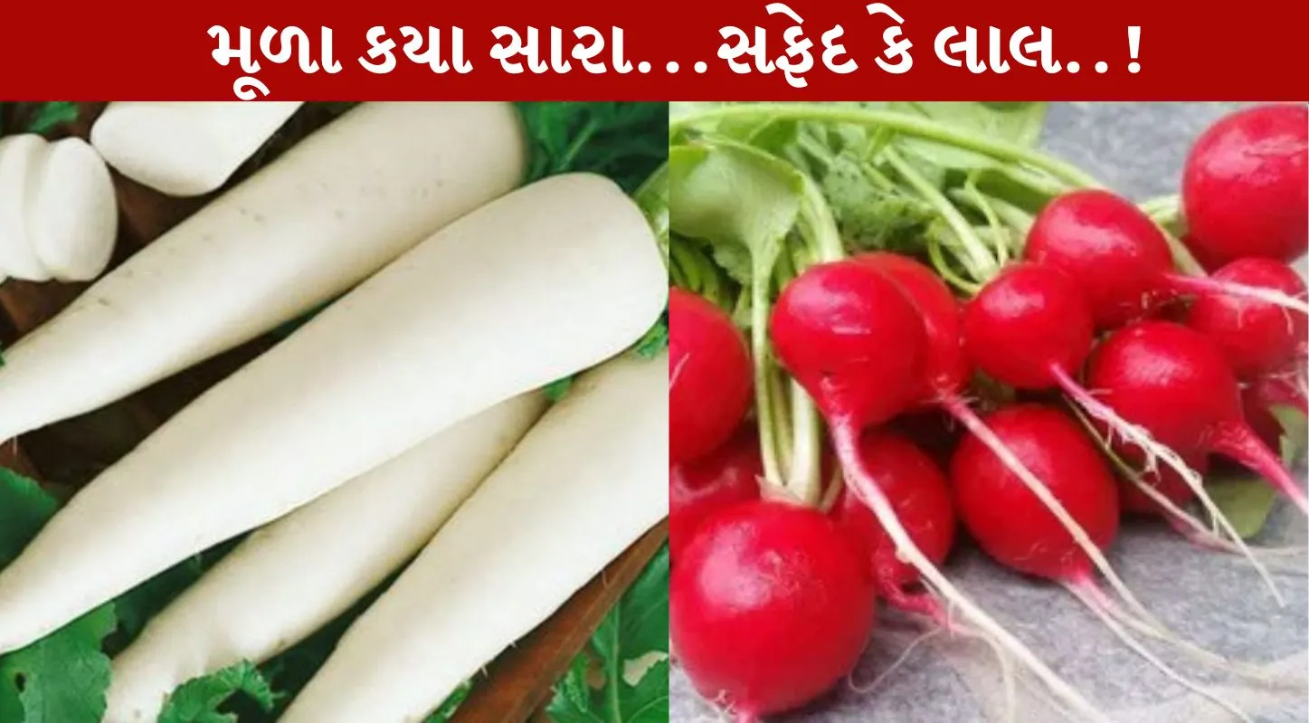 Mooli, સફેદ કે લાલ, મૂળા, શિયાળા, સ્વાસ્થ્ય