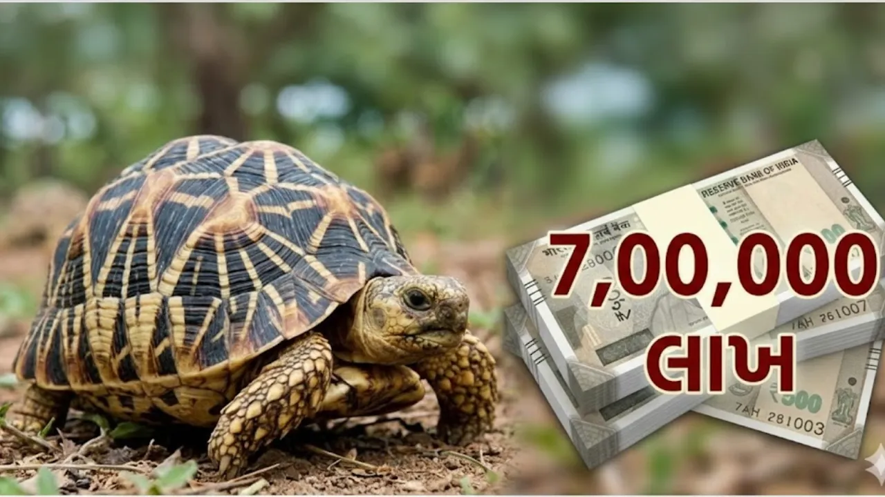 Sun Turtle