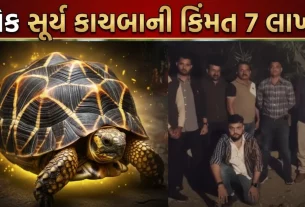 Sun Turtle