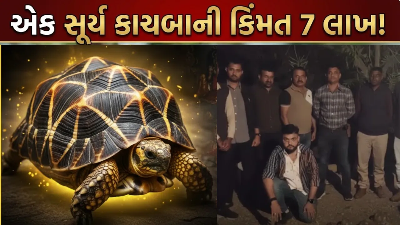Sun Turtle