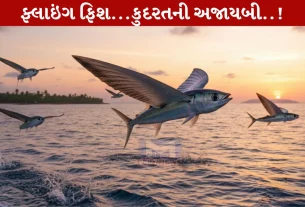 Flying Fish, ફ્લાઇંગ ફિશ, માછલી