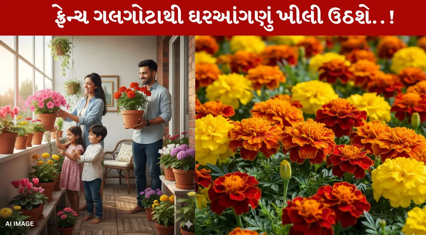 French Marigold, ફ્રેન્ચ મેરીગોલ્ડ, ગલગોટા, ફૂલ, છોડ, ટિપ્સ