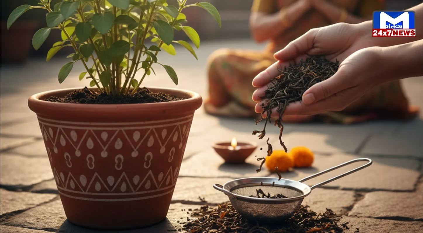 Tulsi Plant, લીલોછમ ,બનાવવાની, ટિપ્સ,તુલસીનો છોડ,