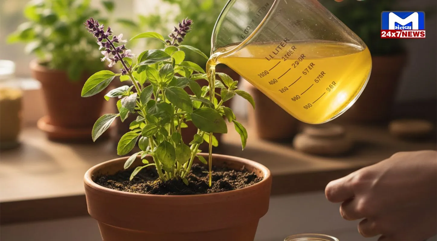 Tulsi Plant, લીલોછમ ,બનાવવાની, ટિપ્સ,તુલસીનો છોડ,