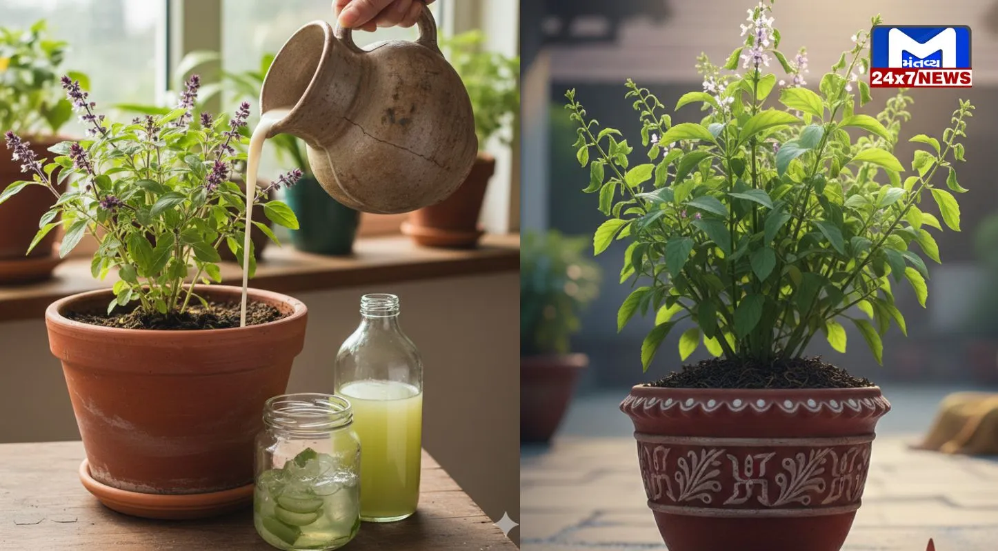 Tulsi Plant, લીલોછમ ,બનાવવાની, ટિપ્સ,તુલસીનો છોડ,