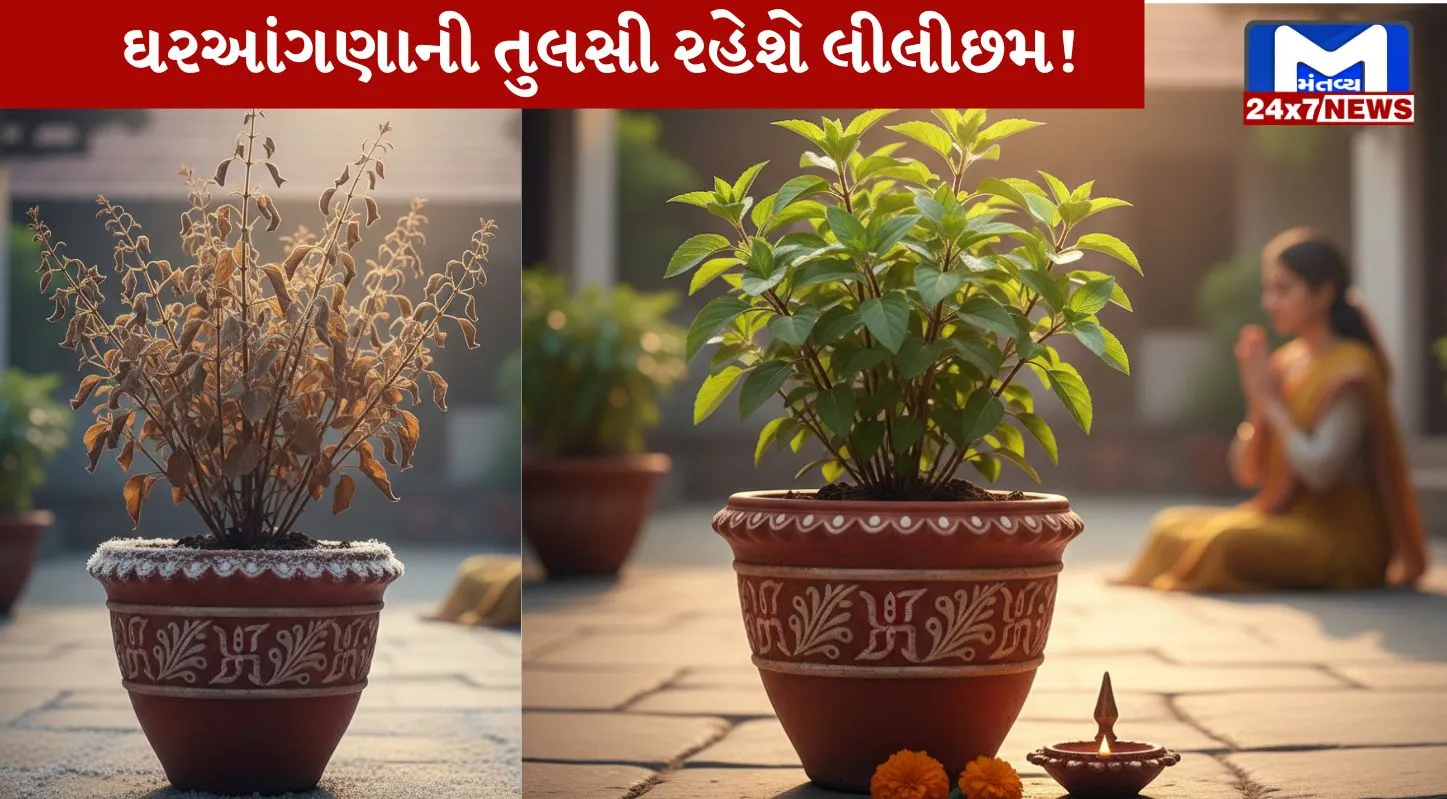 Tulsi Plant, લીલોછમ ,બનાવવાની, ટિપ્સ,તુલસીનો છોડ,