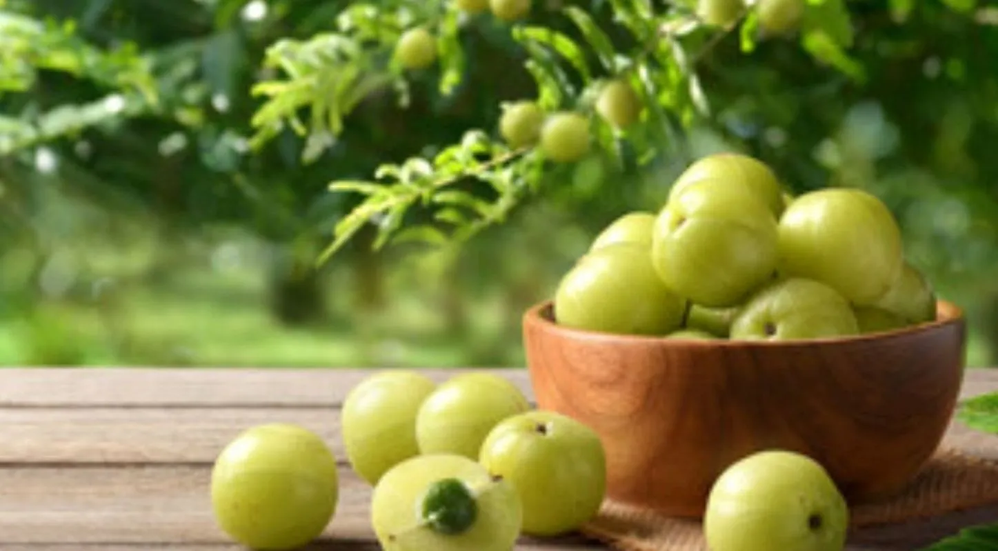 Amla Pickle, આમળાનું અથાણું, તેલ વગરનું અથાણુું, હૅલ્ધી