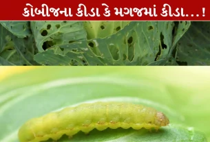 Brain Worms, ,ન્યૂરોલૉજીસ્ટ,ચેતવણી, કોબીજ,મગજમાં કીડા