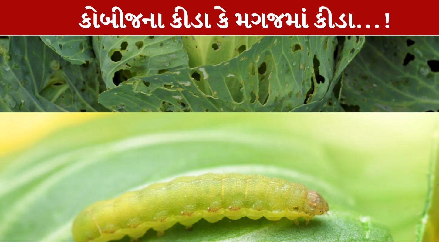Brain Worms, ,ન્યૂરોલૉજીસ્ટ,ચેતવણી, કોબીજ,મગજમાં કીડા