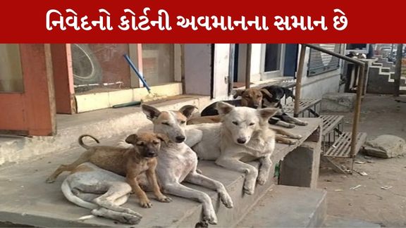 Stray Dog