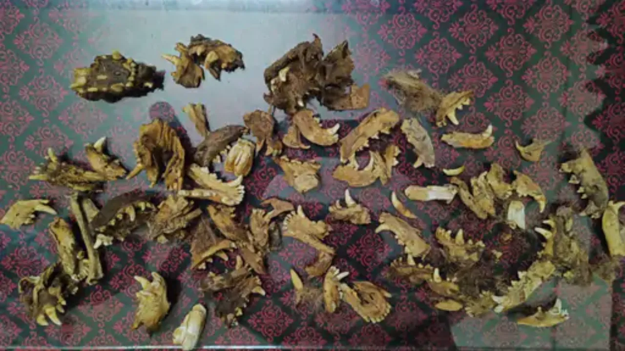 Tiger Skin Seized in Rajpipla