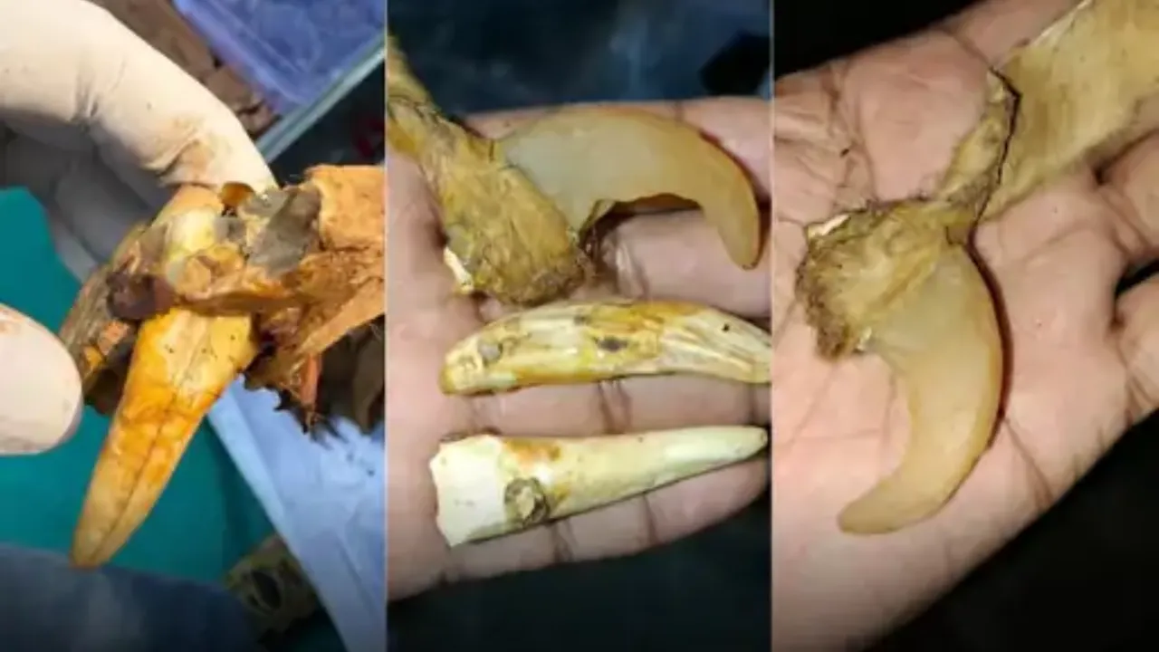 Tiger Skin Seized in Rajpipla