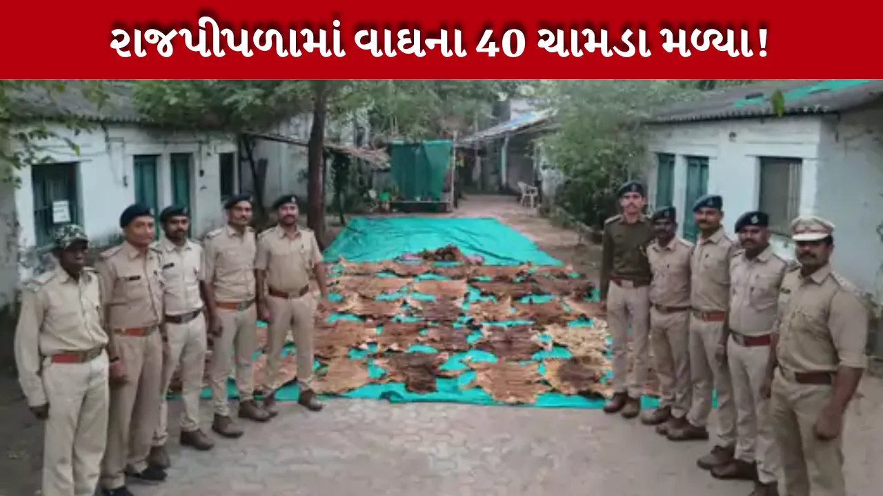 Tiger Skin Seized in Rajpipla