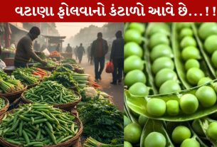 Green Peas, વટાણા, ફોલવા, શિયાળા, ટ્રિક