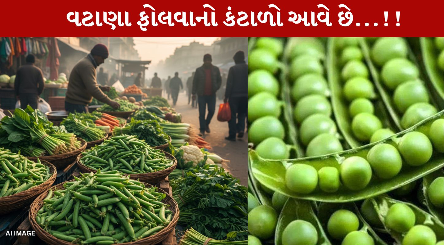 Green Peas, વટાણા, ફોલવા, શિયાળા, ટ્રિક