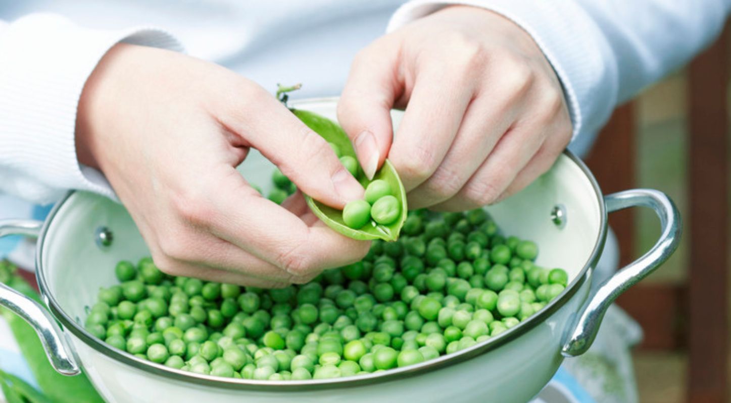 Green Peas, વટાણા, ફોલવા, શિયાળા, ટ્રિક