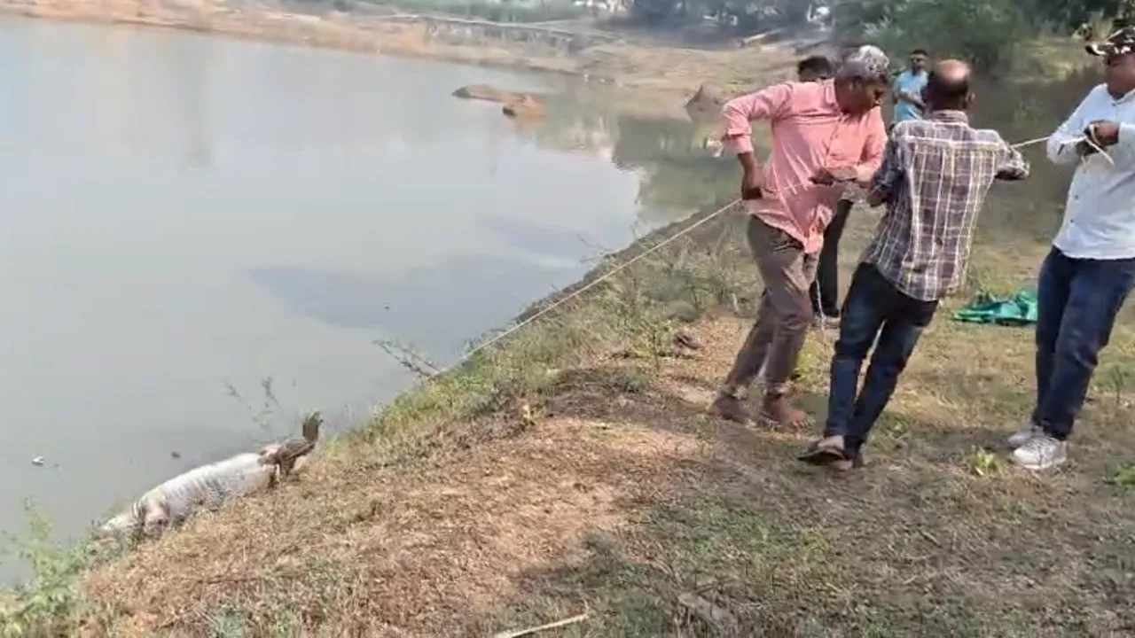 Vadodara Crocodile Death