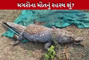 Vadodara Crocodile Death