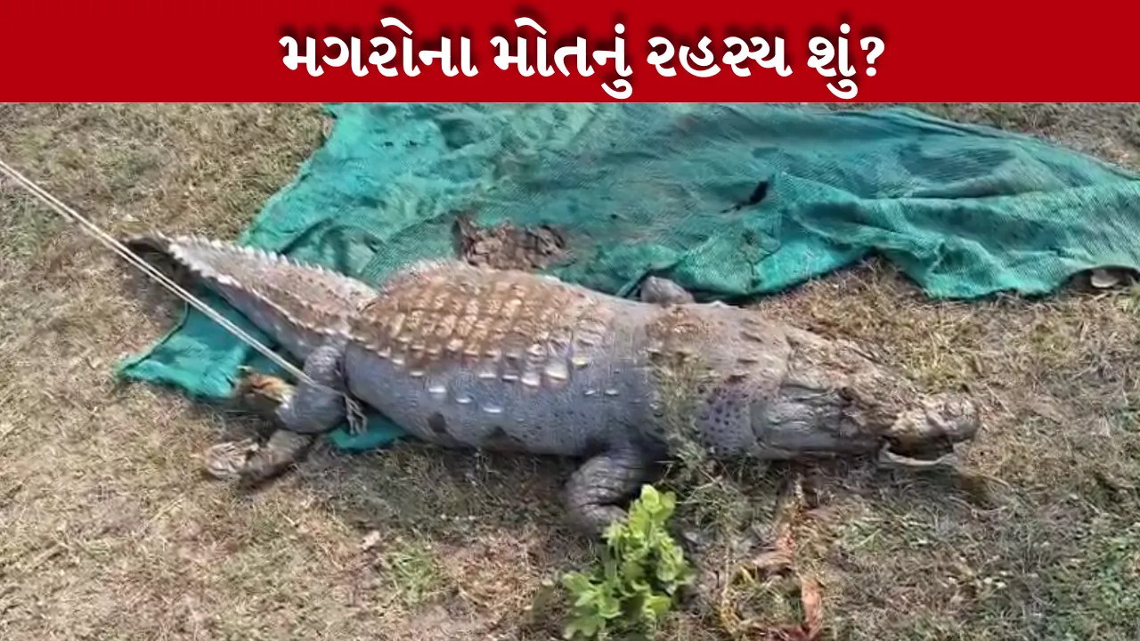 Vadodara Crocodile Death