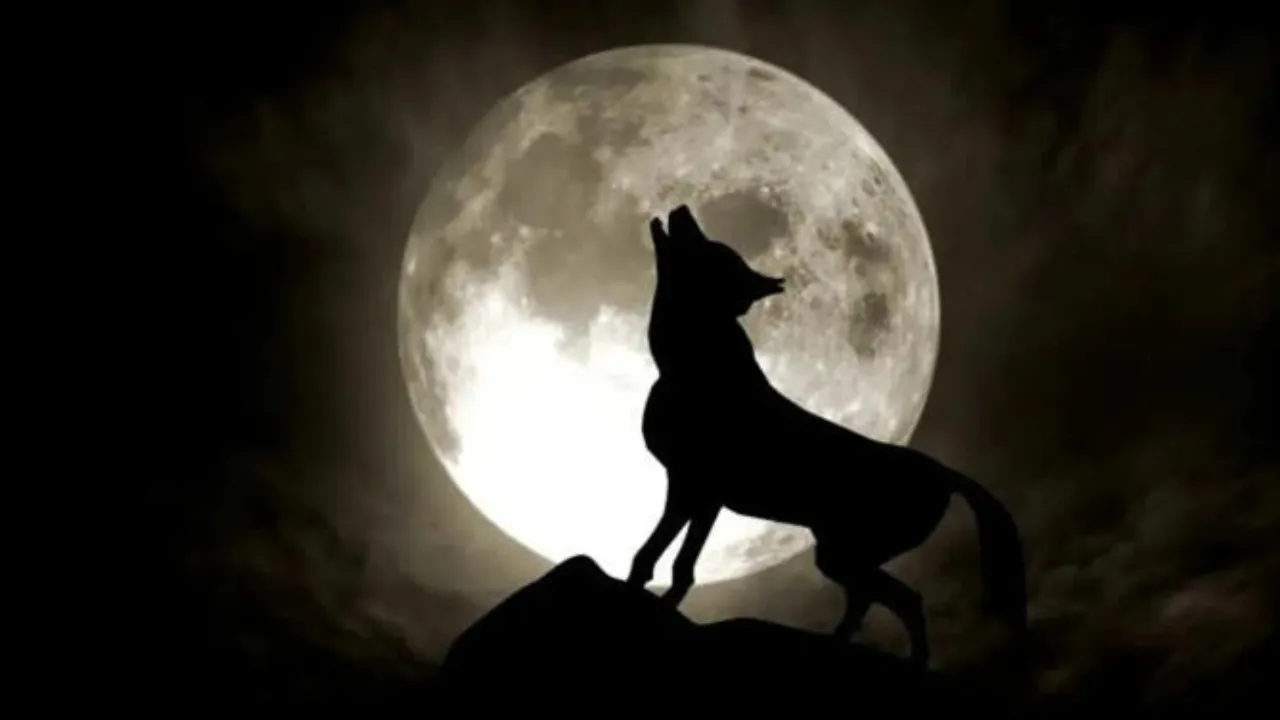 Wolf Supermoon,