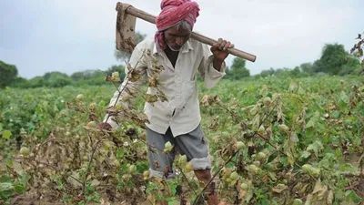 ખરીફ પાક