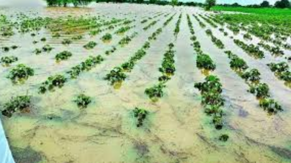 રાજ્યના વાતાવરણ(Climate)ના પલ્ટાએ ખેડૂતોની ચિંતા વધારી