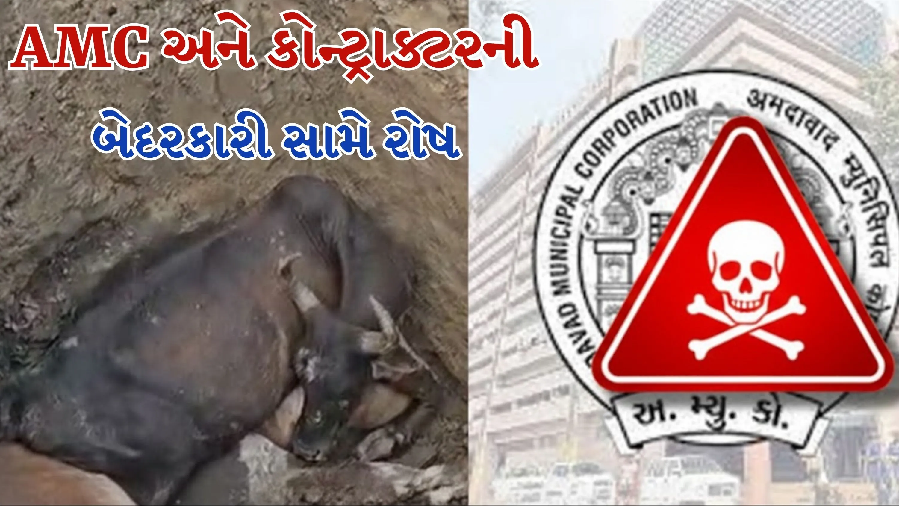 અમદાવાદ મ્યુનિસિપલ કોર્પોરેશન (AMC) ના દક્ષિણ ઝોન એન્જિનિયરિંગ વિભાગના અધિકારીના જણાવ્યા અનુસાર, બે ગાયો ખાડામાં પડી ગઈ હતી.