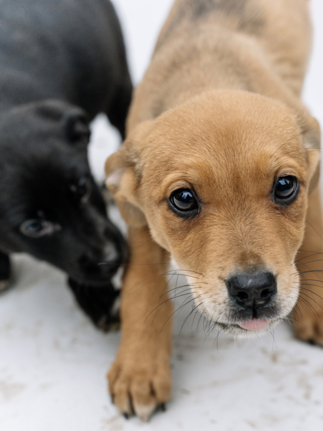 dogs