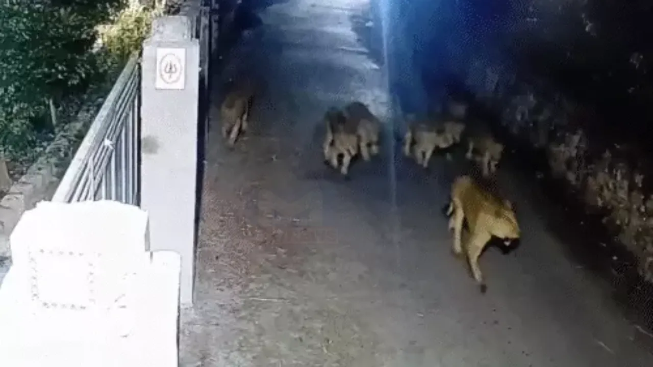 Gir Lion Hunting Cow Video