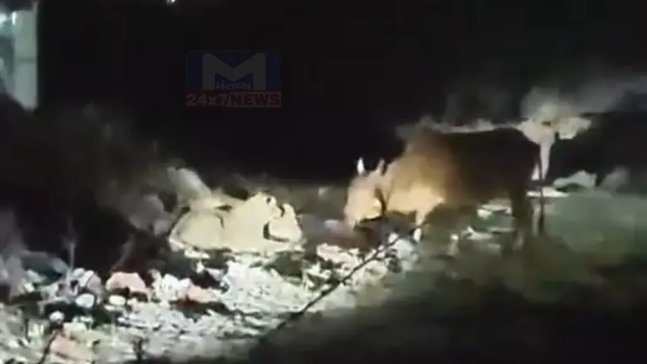 Gir Lion Hunting Cow Video