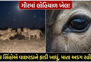 Gir Lion Hunting Cow Video