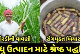 Sugarcane