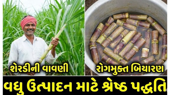 Sugarcane