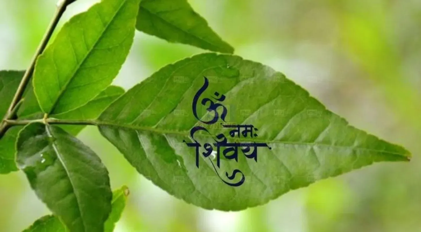Bilipatra, ખાવાના, સ્વાસ્થ્ય, લાભ