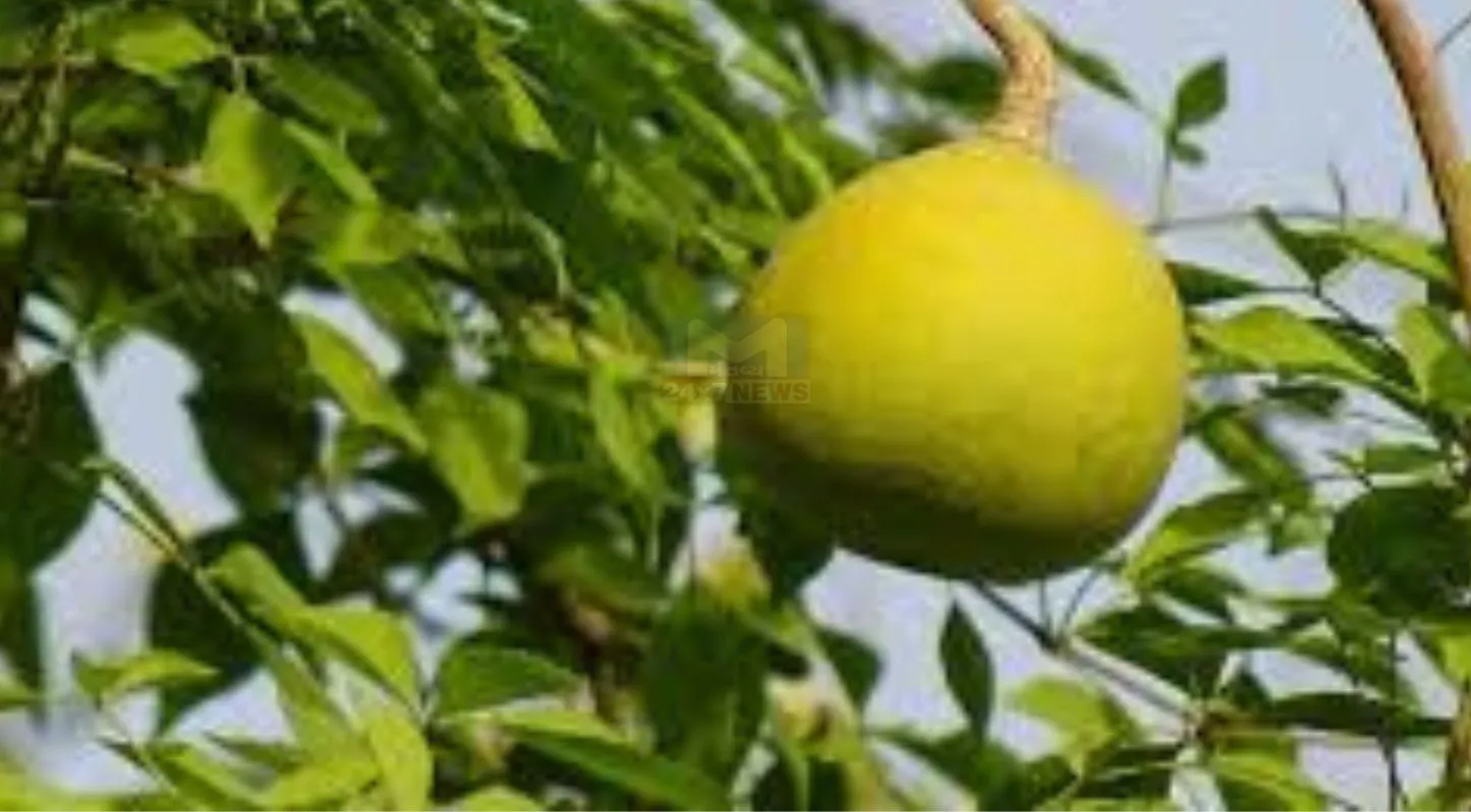 Bilipatra, ખાવાના, સ્વાસ્થ્ય, લાભ