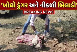પોલીસ (Valsad Police)અને તંત્ર જે ગંભીર ગુનાની તપાસ કરવા આવ્યા હતા, તેના સ્થાને 'બિલાડીના અંતિમ સંસ્કાર' જેવો માહોલ સર્જાયો.