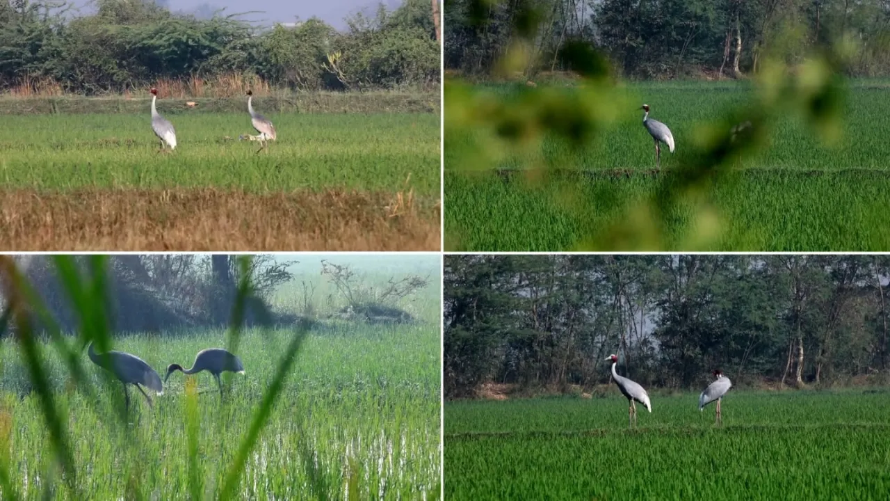 Pariyaj Wetland Saras Conservation