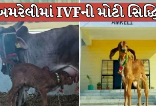 રાજ્યમાં પ્રથમવાર શુદ્ધ ગીર ઓલાદની વાછરડી (Gir Calf)નો સફળ જન્મ થયો છે.