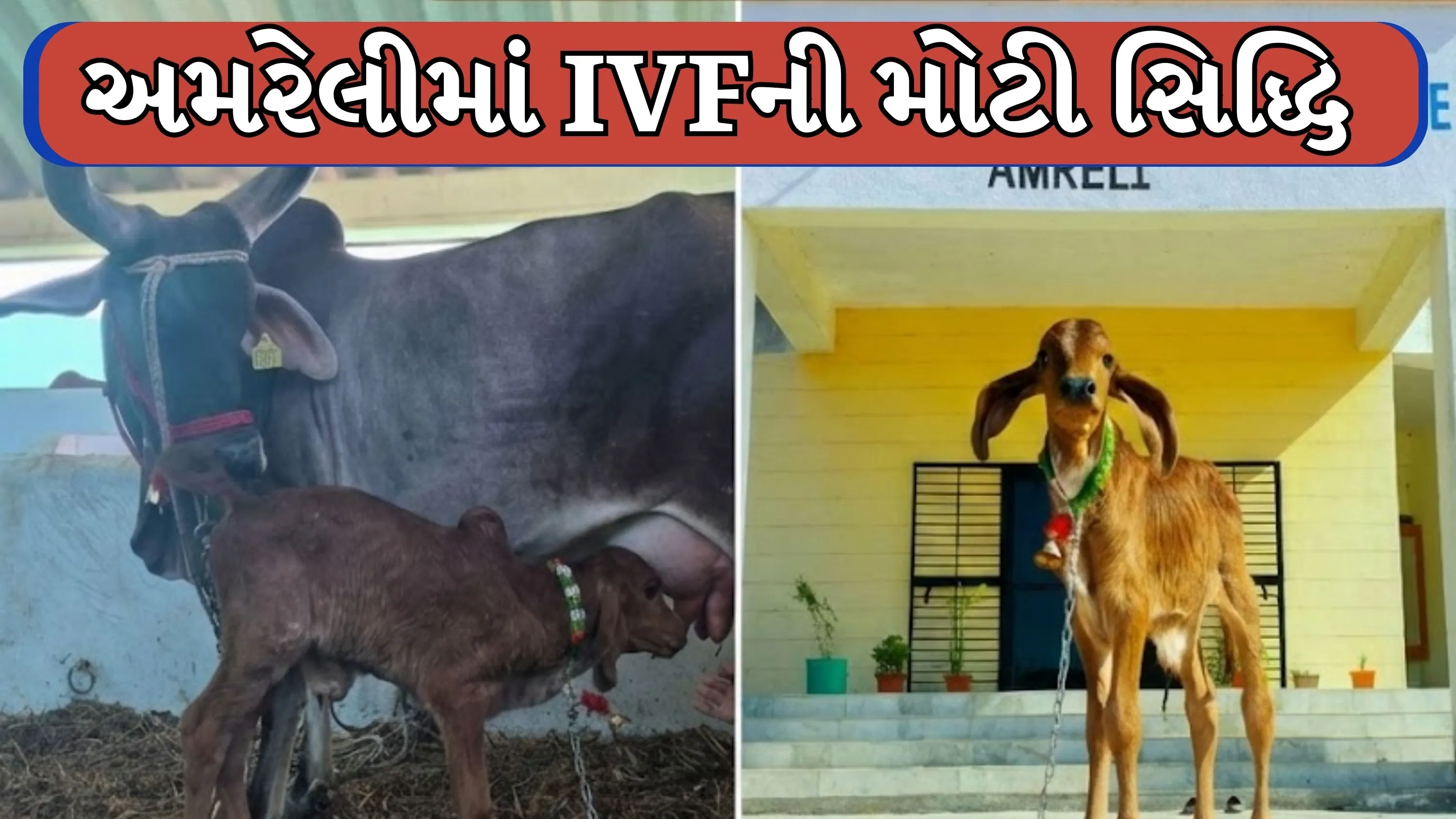 રાજ્યમાં પ્રથમવાર શુદ્ધ ગીર ઓલાદની વાછરડી (Gir Calf)નો સફળ જન્મ થયો છે.