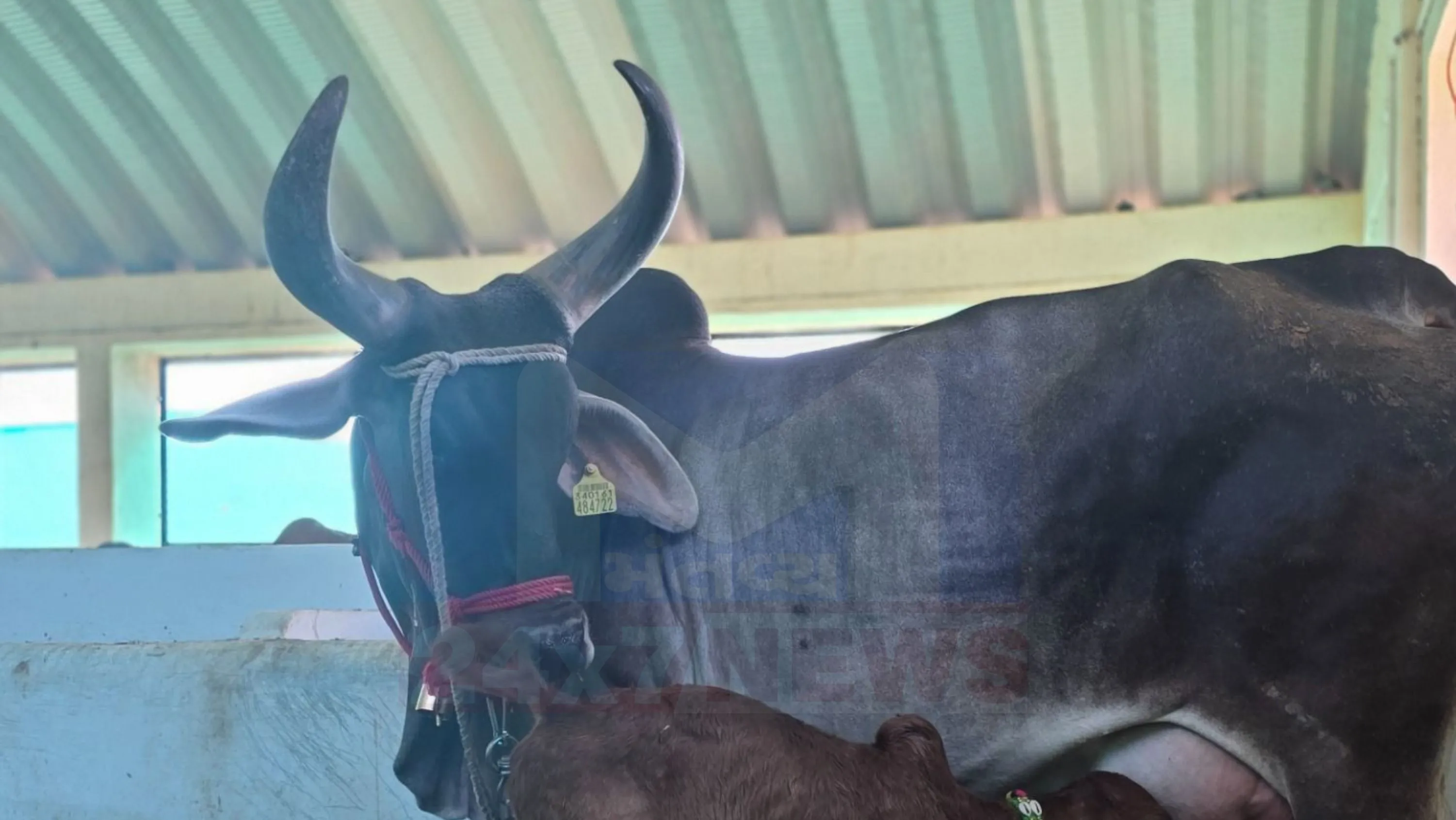 પરિણામે જન્મેલી વાછરડી (Gir Calf)સંપૂર્ણ રીતે ગીર જાતિના લક્ષણો ધરાવે છે.