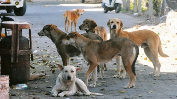 શિક્ષણ વિભાગનો ખુલાસોઃ શિક્ષકોએ શ્વાનો (dogs) ગણવાના નથી