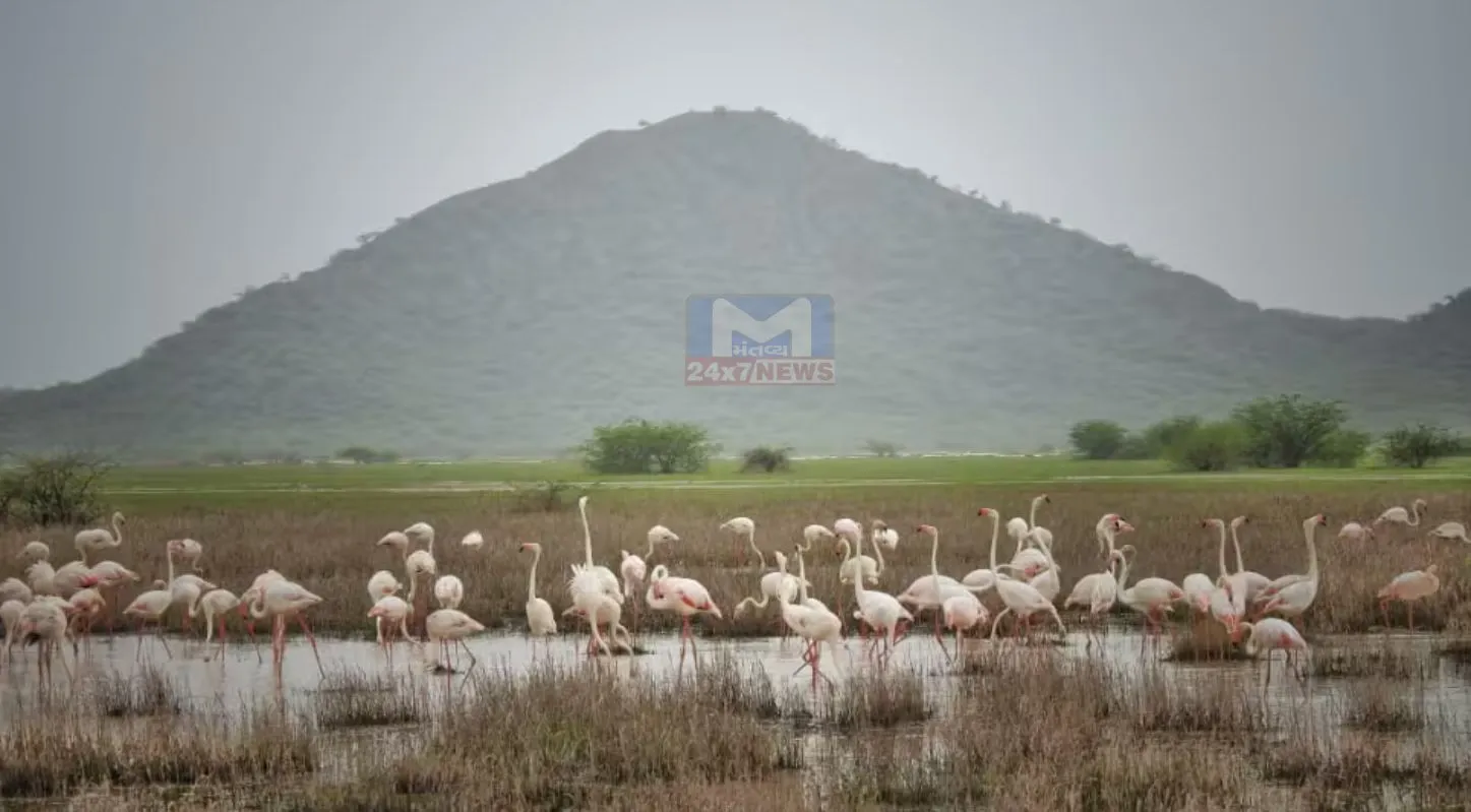 World Wetlands Day, વર્લ્ડ વેટલેન્ડ્સ ડે, આર્દ્રભૂમિ, જાગૃતિ