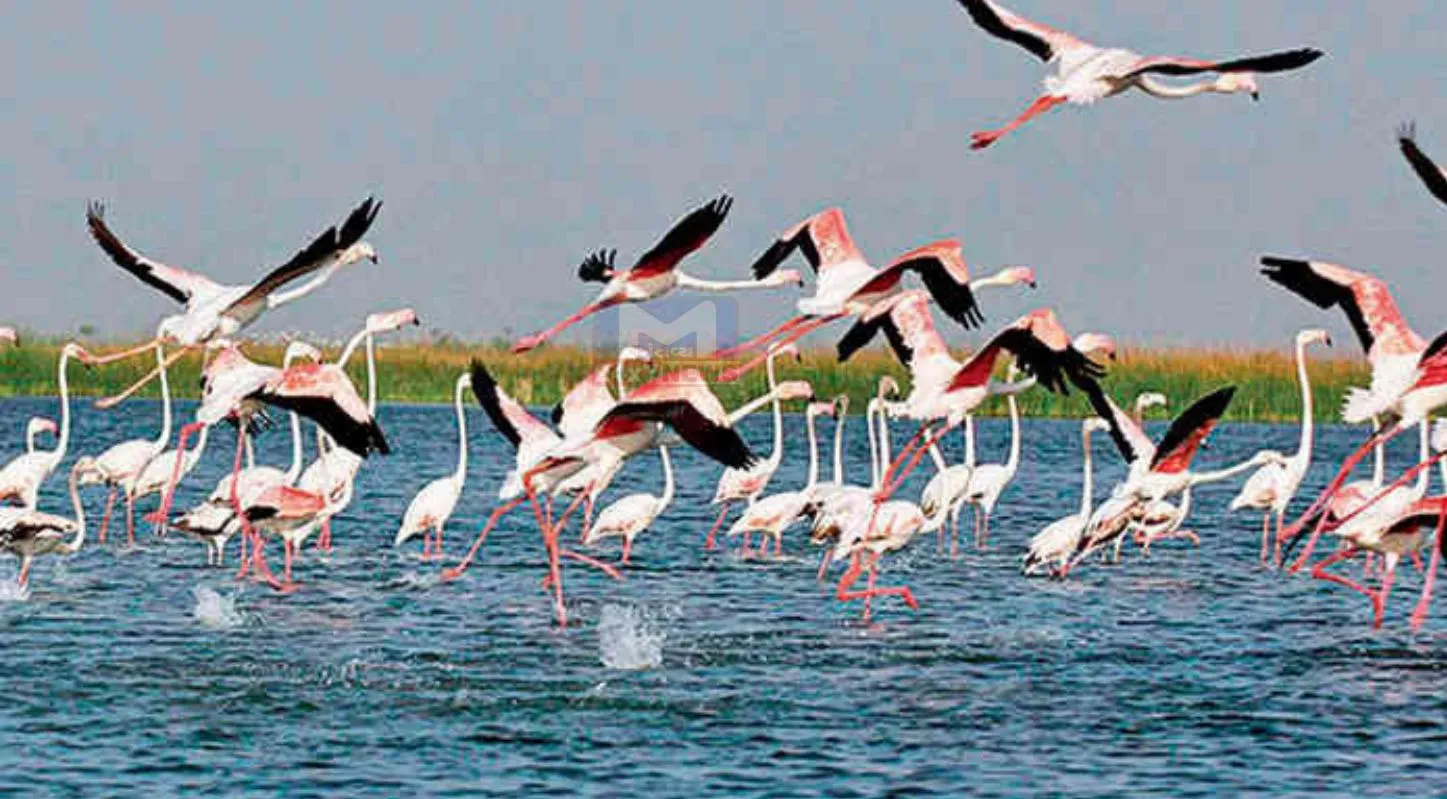 World Wetlands Day, વર્લ્ડ વેટલેન્ડ્સ ડે, આર્દ્રભૂમિ, જાગૃતિ