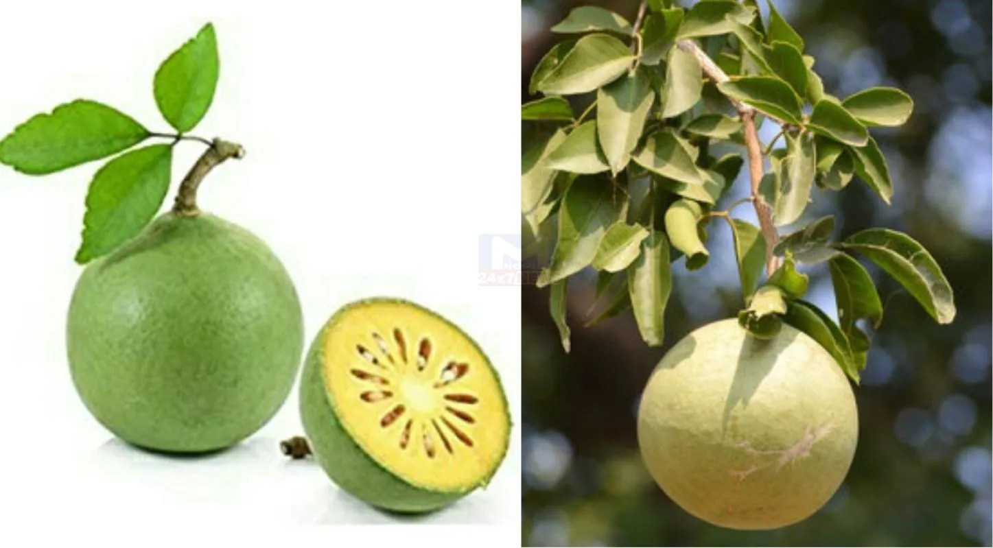 Bel Murabba, કોઠમડા, ઉનાળાની રેસિપી, શિવજી, ઓષધીય ગુણ