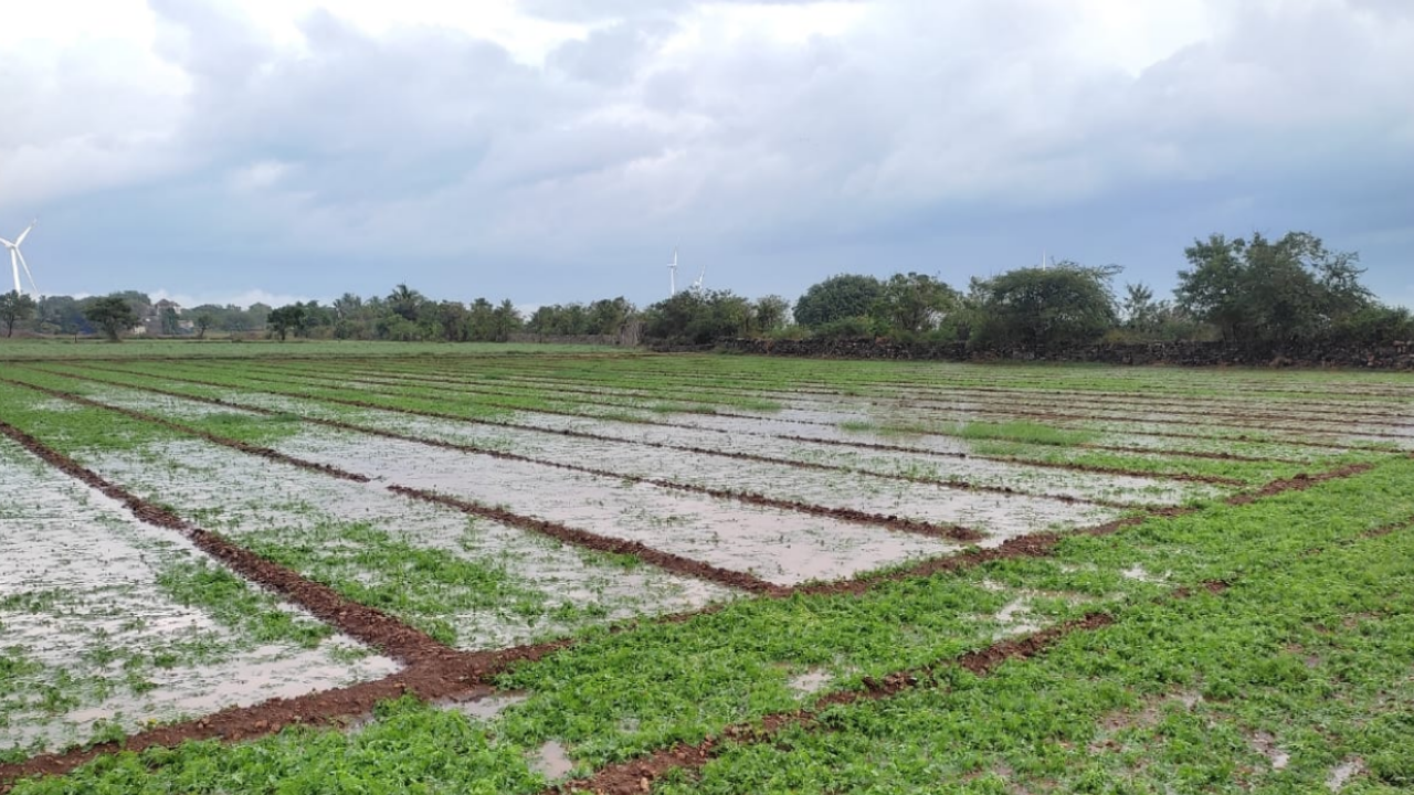 Unseasonal Rain થી ખેડૂતોને માથે આફત